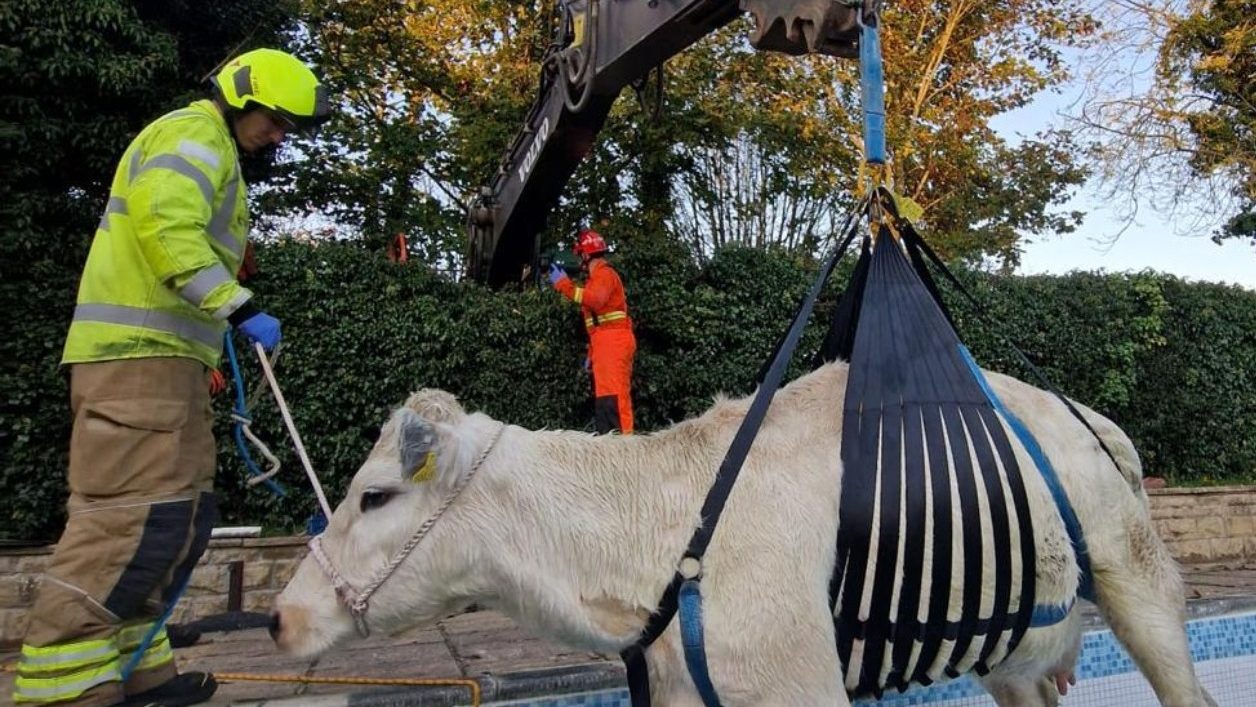 Firefighters rescue pregnant cow from Rutland swimming pool