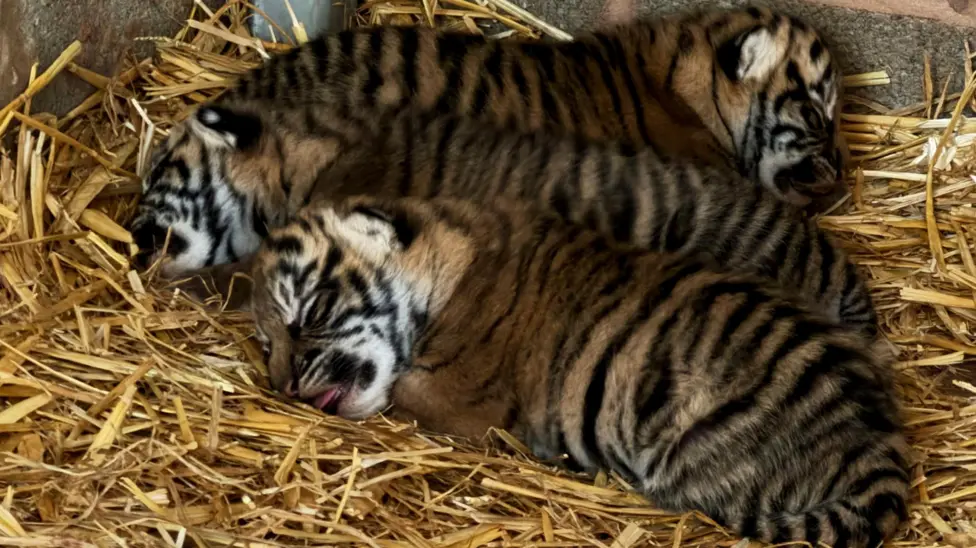 Endangered tiger cub triplets born at West Midlands Safari Park