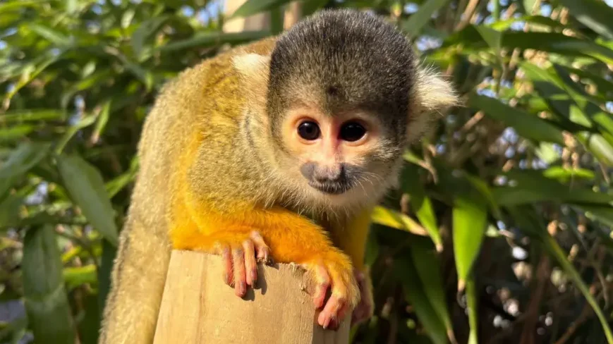 A Shropshire zoo has welcomed a family of eight squirrel monkeys