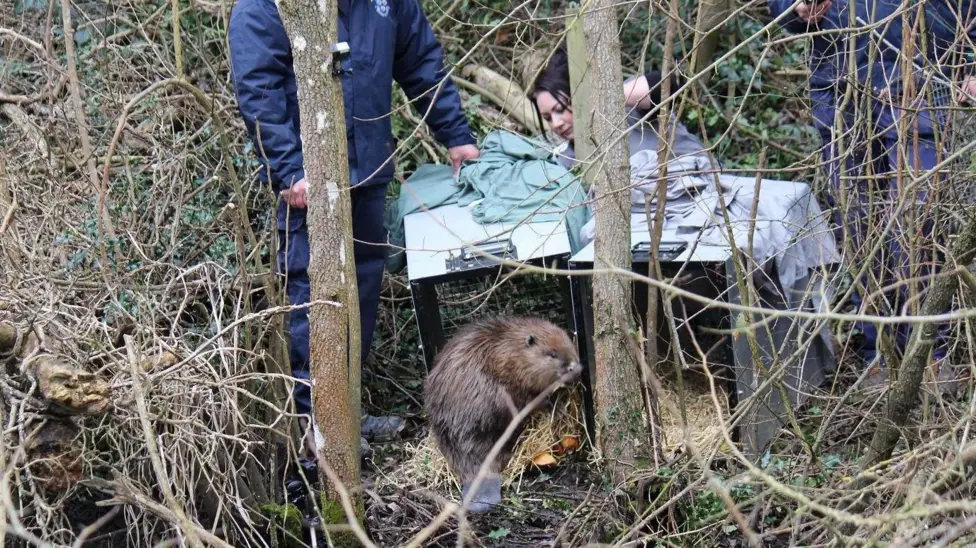 Shropshire Beavers