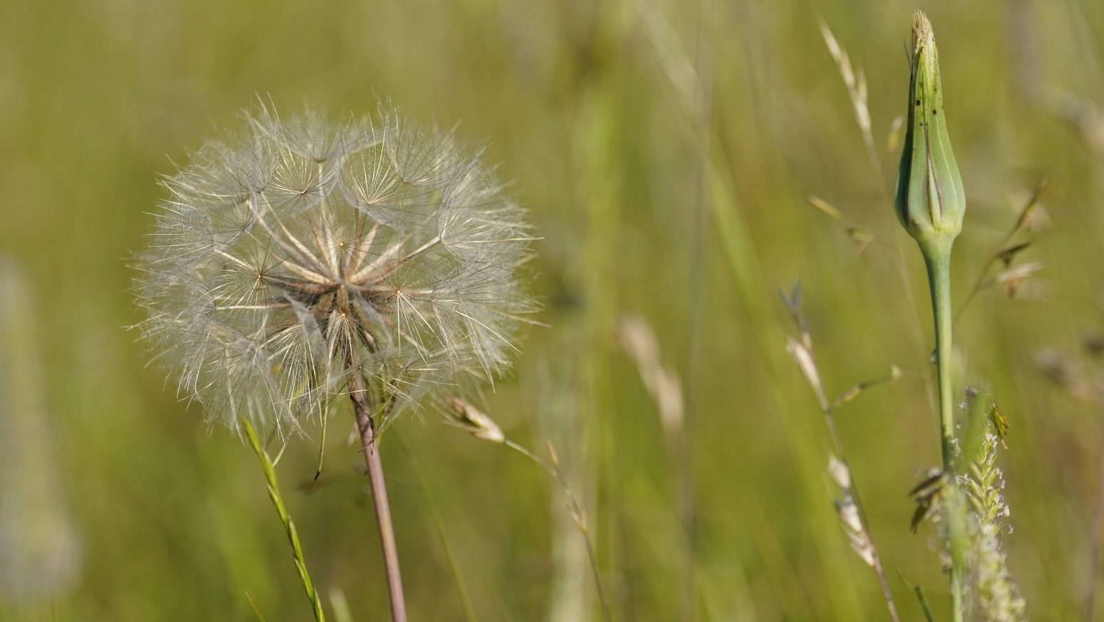 Public warned against buying hay fever jabs online