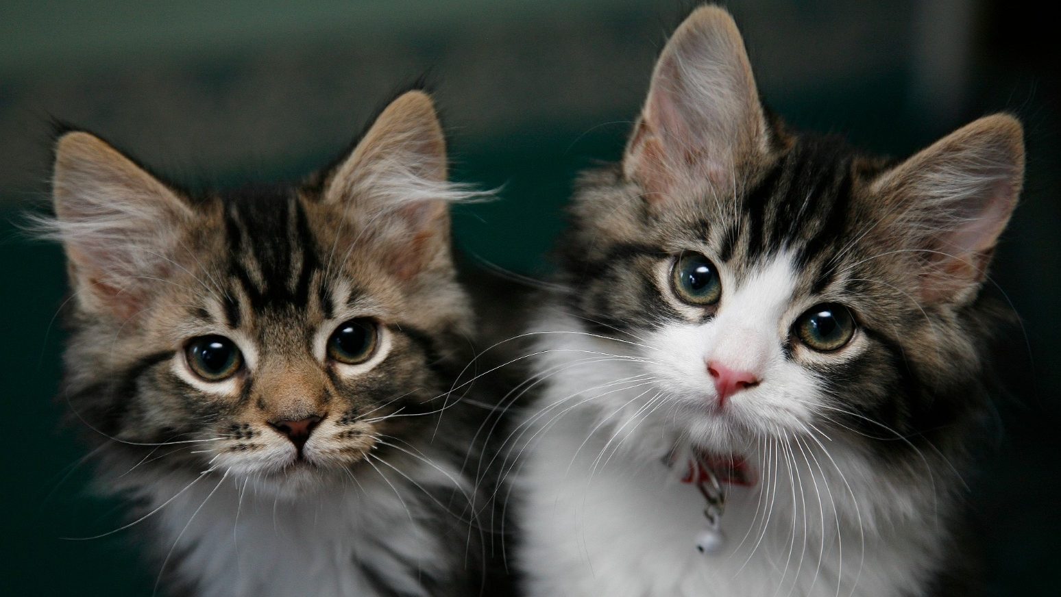 Record £1.23bn paid out in pet insurance claims in 2024, says ABI