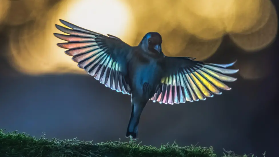 A Shropshire back garden's wildlife beauty captured over decade