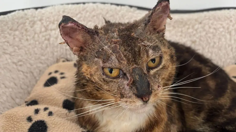 Cat found with burns to his face finds new home