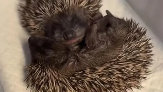 Shropshire animal charity asks for help after baby surge