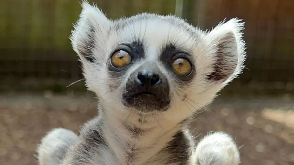 Endangered ring-tailed lemur babies born at Shropshire zoo