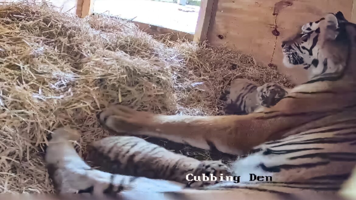 Two rare tiger cubs born at UK safari park