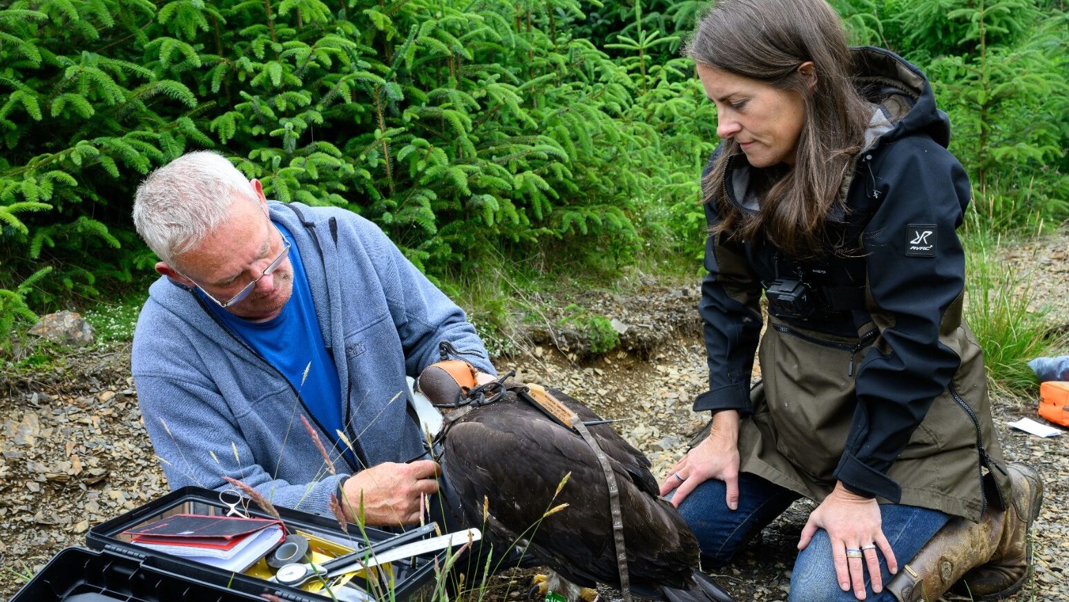 Sir David Attenborough names golden eagle chick hatched in Scotland